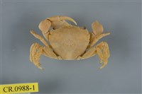 藏品(平背蜞)的圖片